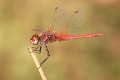 IMG_3609 Sympetrum fonscolombii